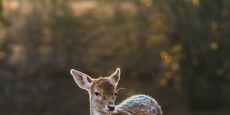 从代码到苍穹：JGACD算法如何通过软件开发革新航空航天飞行器协同任务规划
